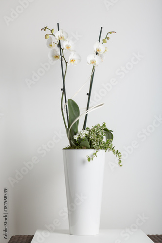 Fototapeta Naklejka Na Ścianę i Meble -  white orchid in a flowerpot on a white background