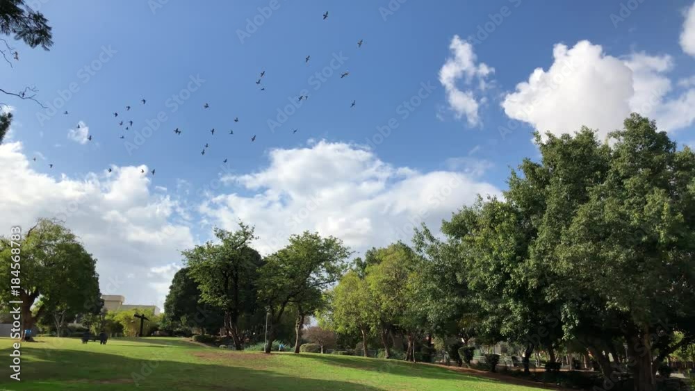 Beautiful overflight motion performed by a group of birds, flying flock | 4k UHD Beautiful overflight motion performed by a group of birds, flying flock | 4k UHD