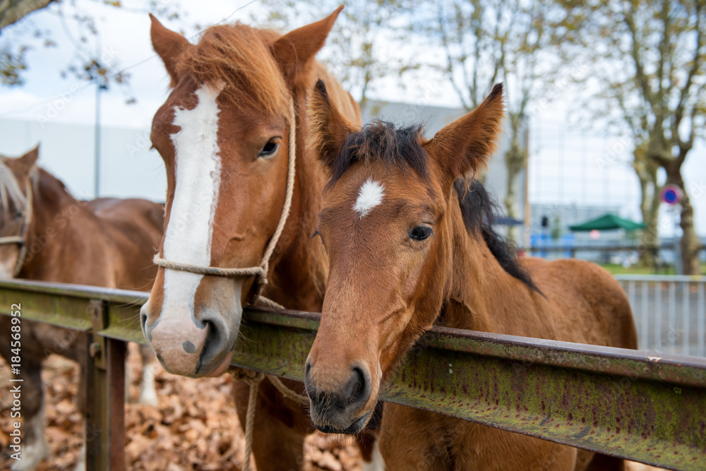 duo portrait of mare and her foal