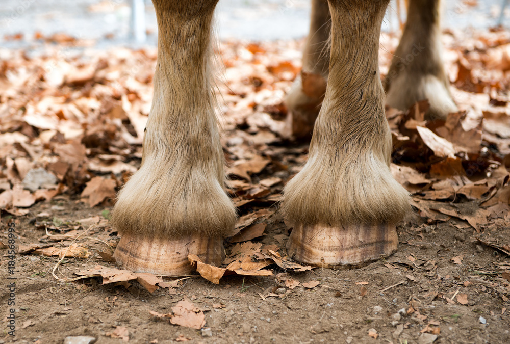 Close up of a horse's hooves