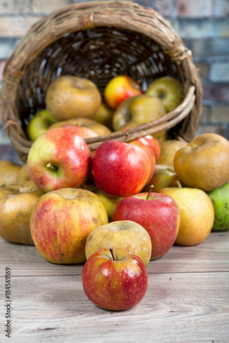 Wallpaper Mural basket of apples spilled on the table Torontodigital.ca