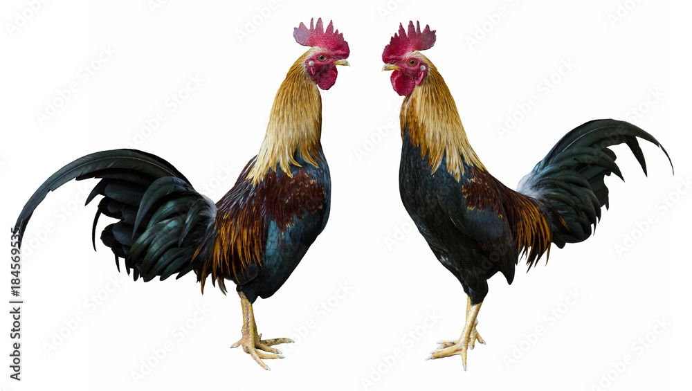 Roosters , Asia native rooster / isolated white