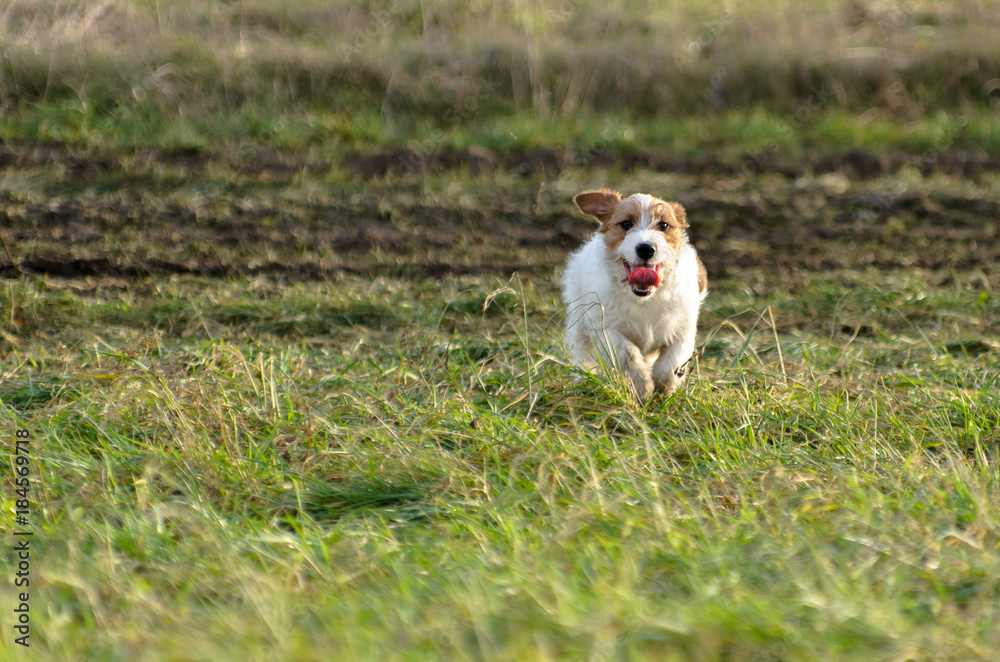 Młody, zabawny pies Jack Russell terrier biega po łące jesienią.