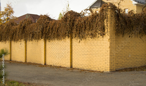 Beautiful yellow brick fence and curly dried plants on it in the fall photo