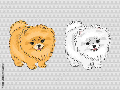 Pomeranian dog. Vector illustration of cute puppy.