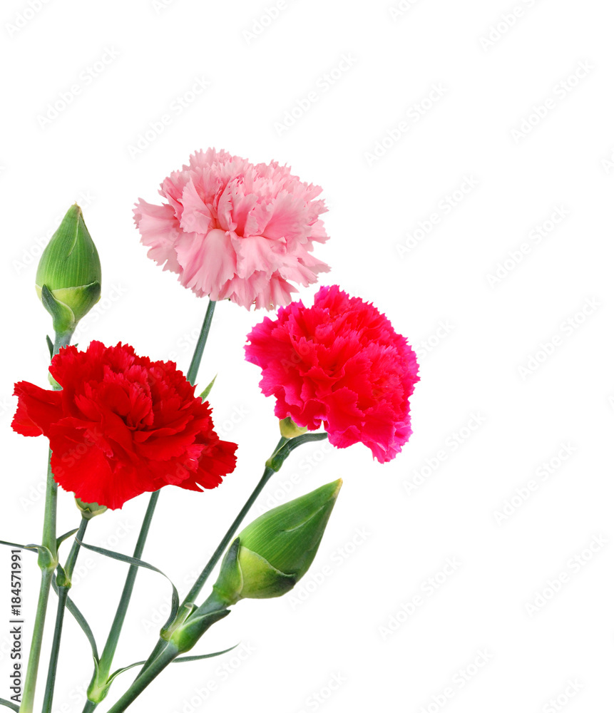 the colorful flowering carnations the colorful flowering carnations