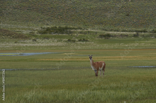 Guanaco (Lama guanicoe) grazing on a flooded meadow in Valle Chacabuco, northern Patagonia, Chile.