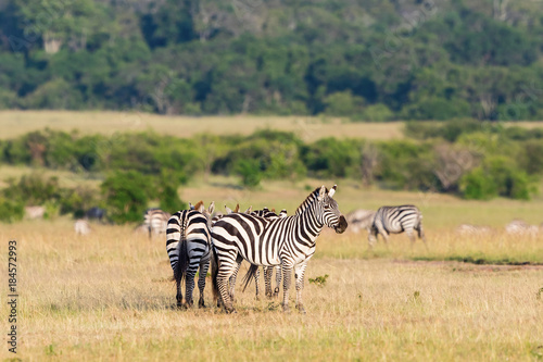 Zebras on the savanna