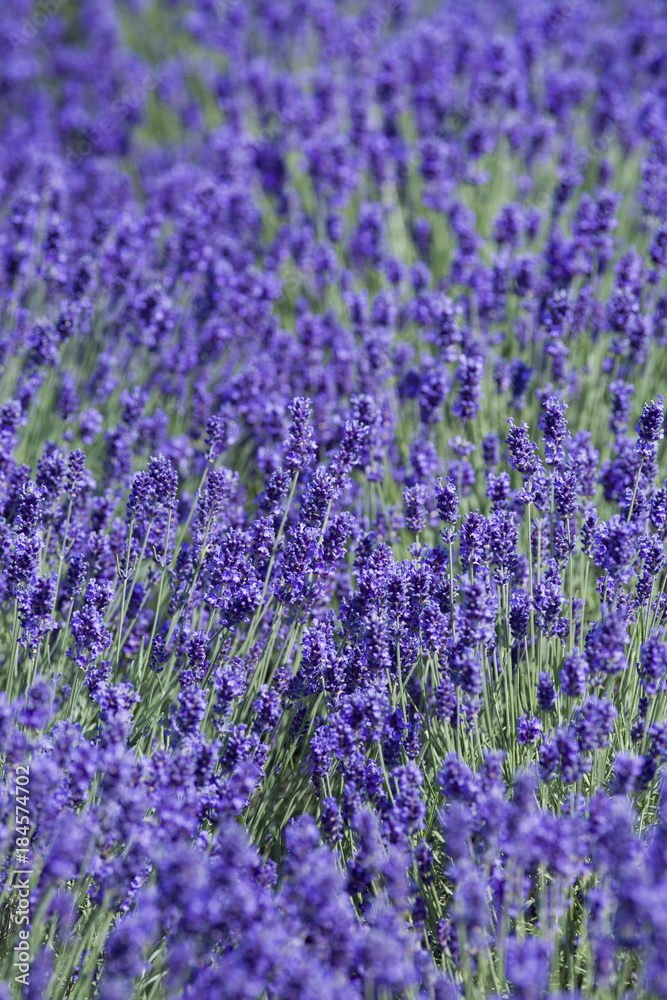 Obraz premium Blooming lavender
