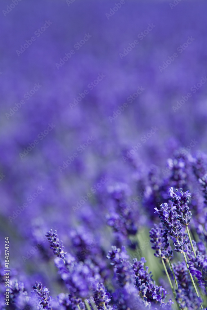 Obraz premium Blooming lavender