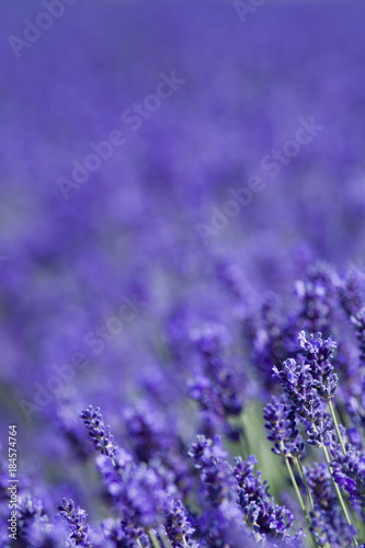 Blooming lavender