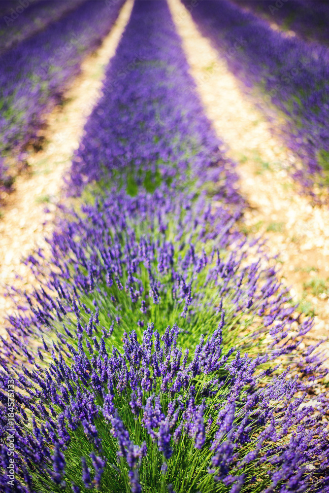 Naklejka premium Provencial lavander field