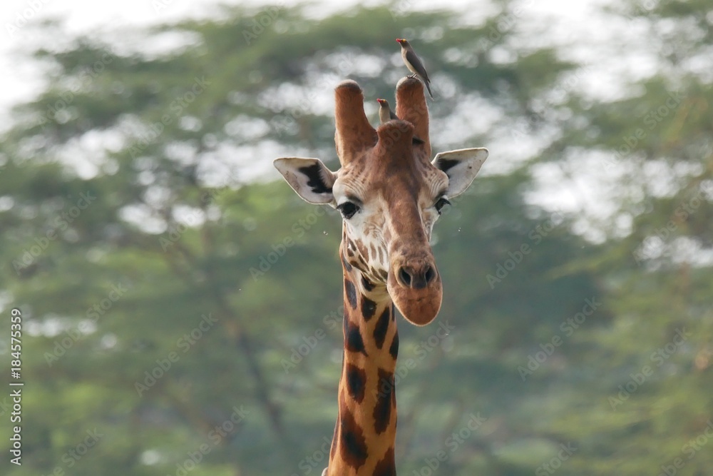 Naklejka premium Giraffe in Lake Nakuru National Park