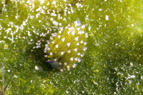Leaf Sheep Nudibranch (Costasiella Kuroshimae)