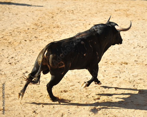 bull in spain