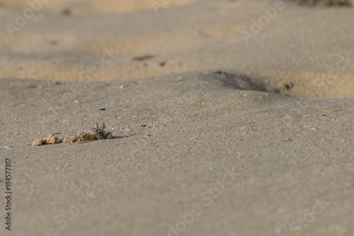 Atlantic Ghost Crab emerging from sand burrow on Boa Vista, Cape Verde