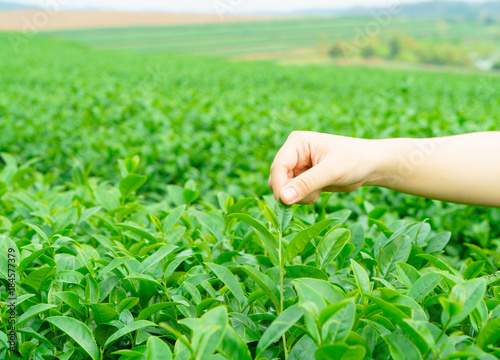 Hand Picking Tea Leaf in Tea plantation