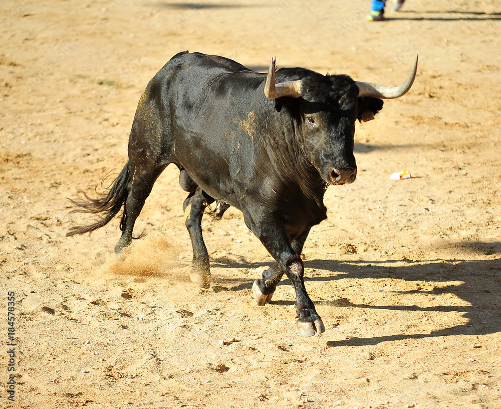 bull in spain bull in spain