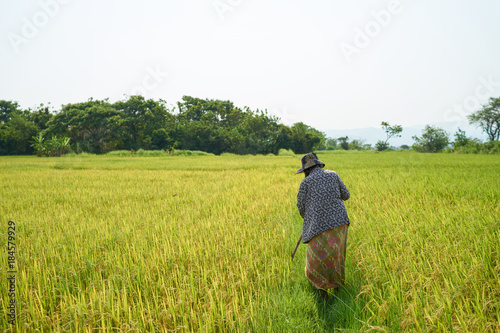 Asia famer walking in rice field photo