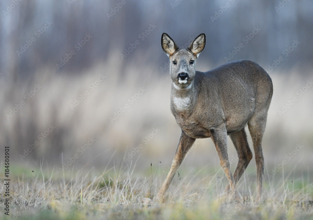 Roe deer (Capreolus capreolus) Roe deer (Capreolus capreolus)