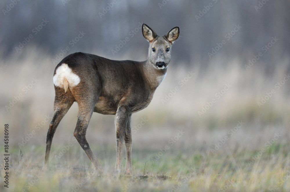 Roe deer (Capreolus capreolus) Roe deer (Capreolus capreolus)