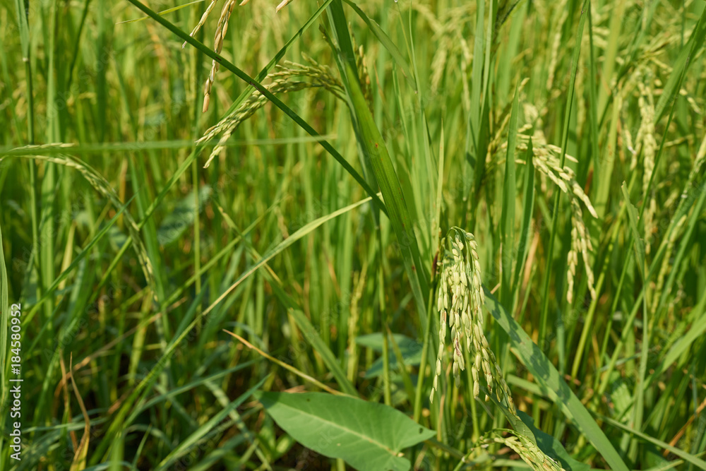 Yellow green rice field, close up Yellow green rice field, close up