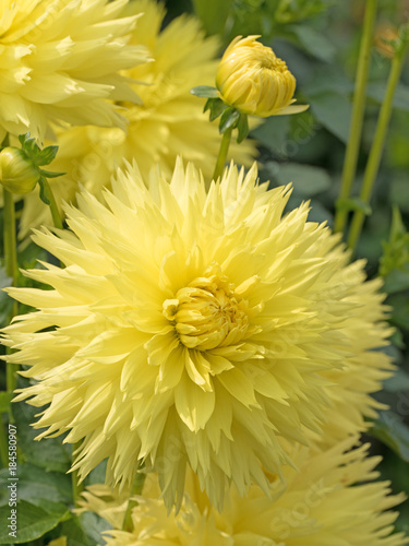 Fototapeta Naklejka Na Ścianę i Meble -  Dahlien, Dahlias