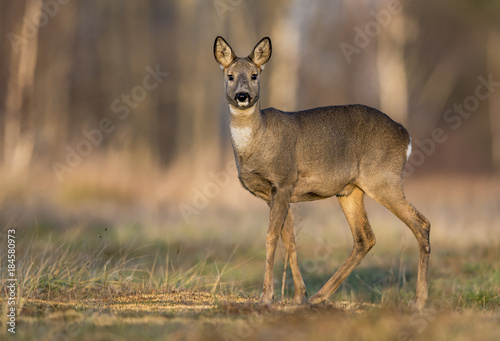 Roe deer  Capreolus capreolus 
