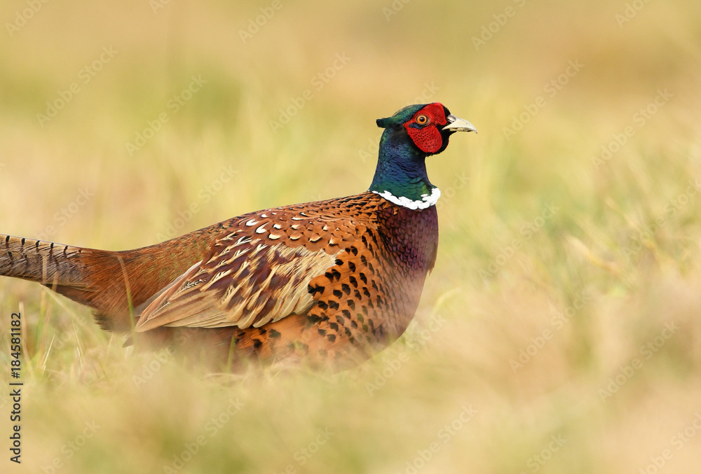 Fototapeta premium Ringneck Pheasant (Phasianus colchicus)