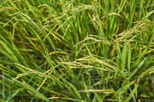 Yellow green rice field, close up