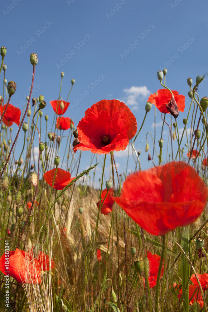 Obraz premium Corn poppy flowers