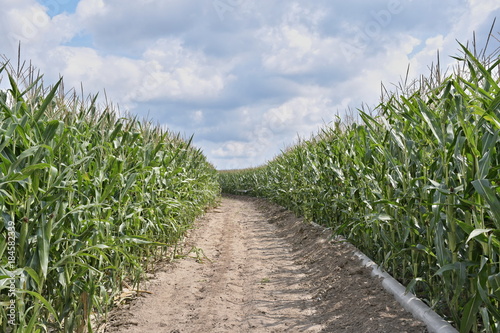small road through a corn field