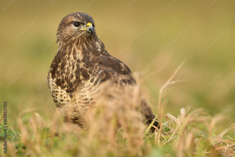 Common buzzard (Buteo buteo) Common buzzard (Buteo buteo)