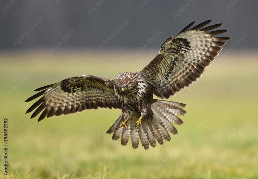Fototapeta premium Common buzzard (Buteo buteo)