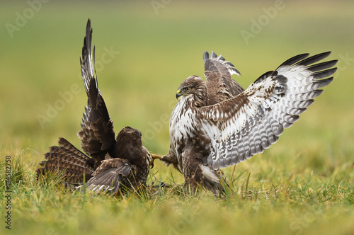 Common buzzards (Buteo buteo) fighting