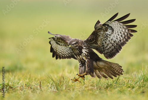 Common buzzard (Buteo buteo)