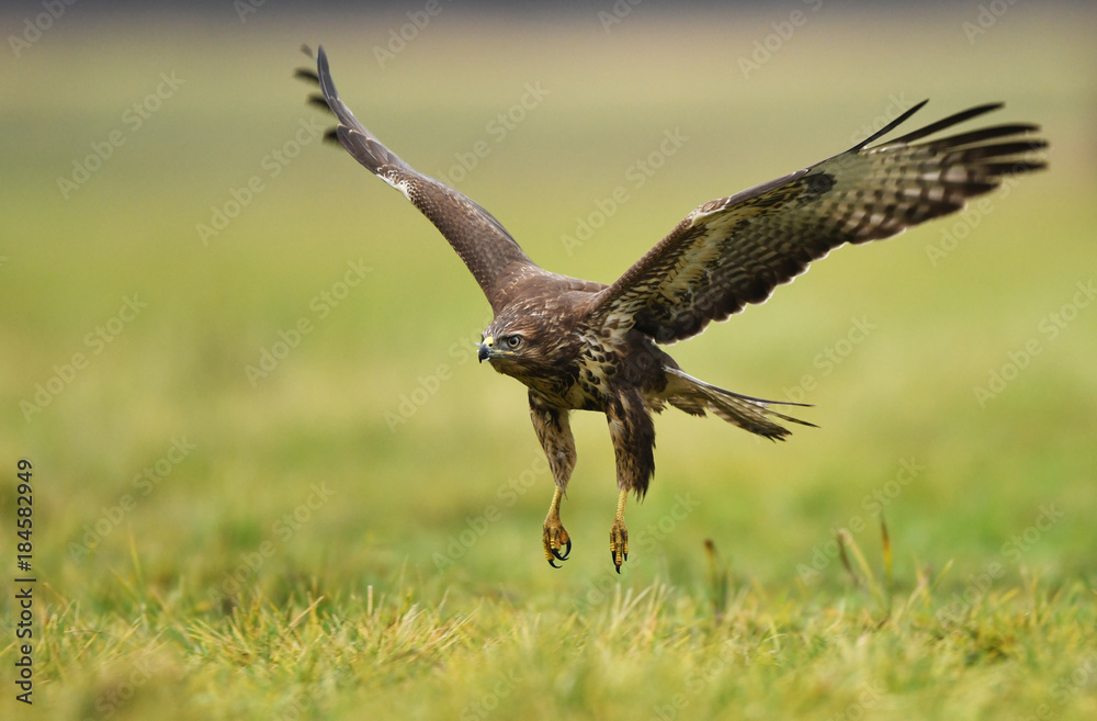 Fototapeta premium Common buzzard (Buteo buteo)