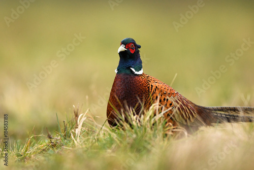 Ringneck Pheasant (Phasianus colchicus)