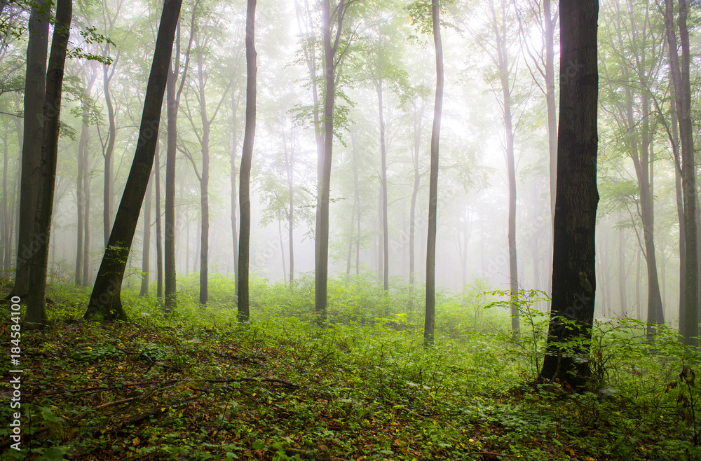 Fototapeta premium Morning in the foggy forest