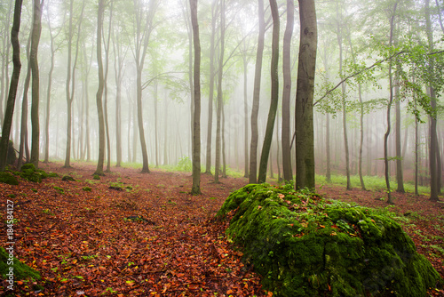 Morning in the foggy forest