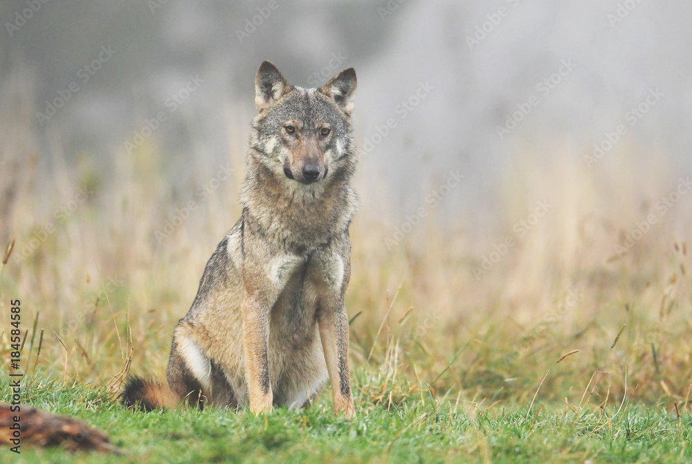 Fototapeta premium Wolf (Canis lupus)