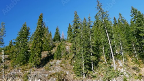 Pine tree forest scenery early in the morning. Pinewoods in the forest. Up angle 4K wide static shot. Macedonian Pine (Pinus peuce) thought to be oldest tree in Bulgaria at 1350 years old.  photo