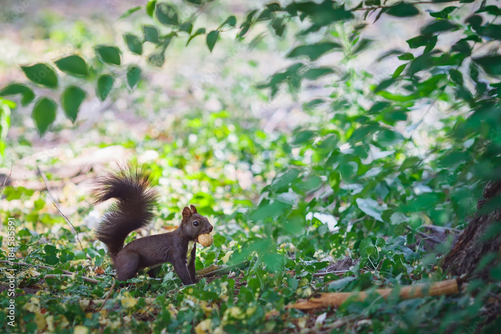 sly squirrel looking for a place for a nut sly squirrel looking for a place for a nut