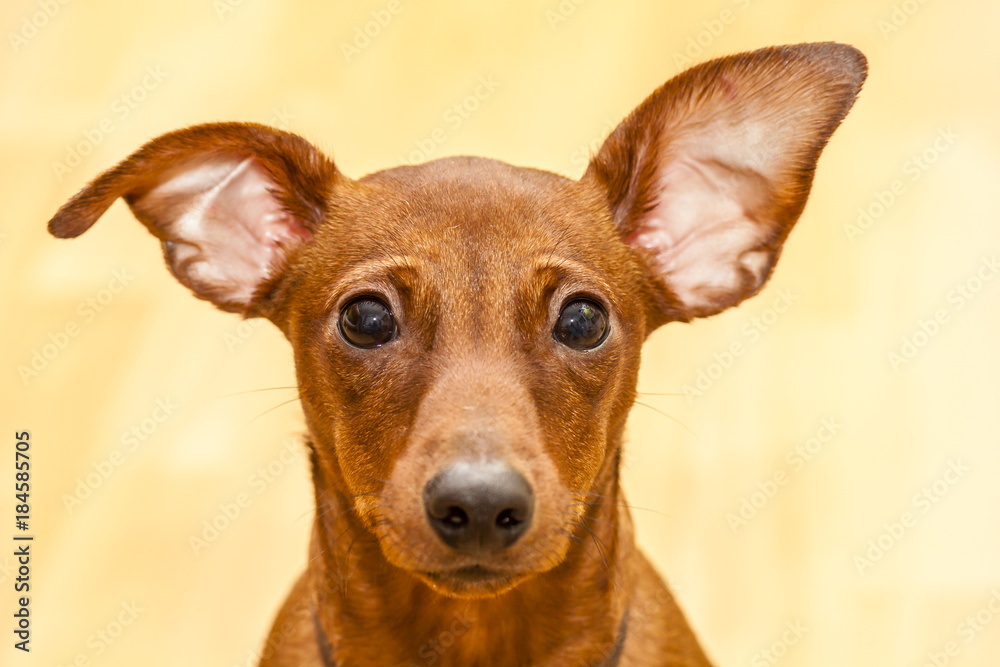 Portrait of red miniature pinscher Portrait of red miniature pinscher