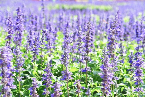 Close-Up View of Purple Lavender Flowers in a Lavender Field