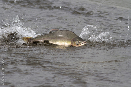 male pink salmon floating on the shallow mouth of the river before entering the spawning river