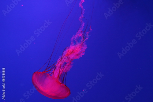 Medusa rossa luminosa