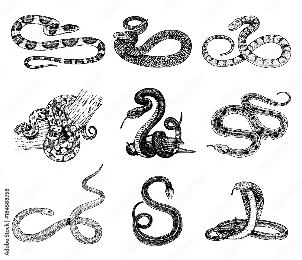 Календарь 2025г со змеей распечатать Snake with open mouth. Hand drawn patterns for coloring. Freehand sketch drawing
