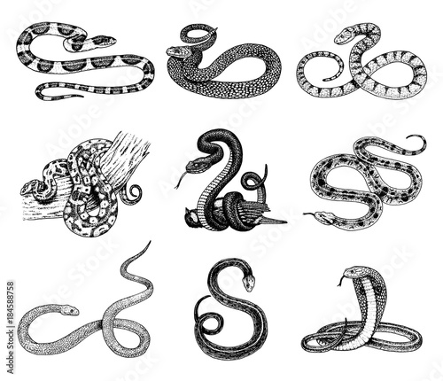 Set Viper Snake. serpent cobra and python, anaconda or viper, royal. engraved hand drawn in old sketch, vintage style for sticker and tattoo. ophidian and asp.