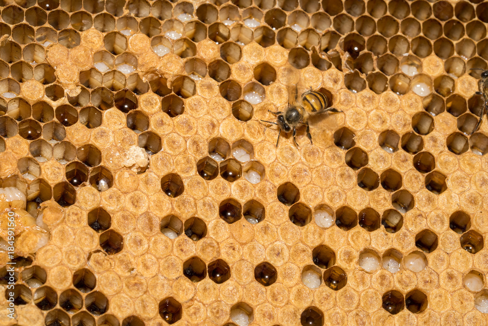 closeup of bees on honeycomb in apiary - selective focus, copy space closeup of bees on honeycomb in apiary - selective focus, copy space